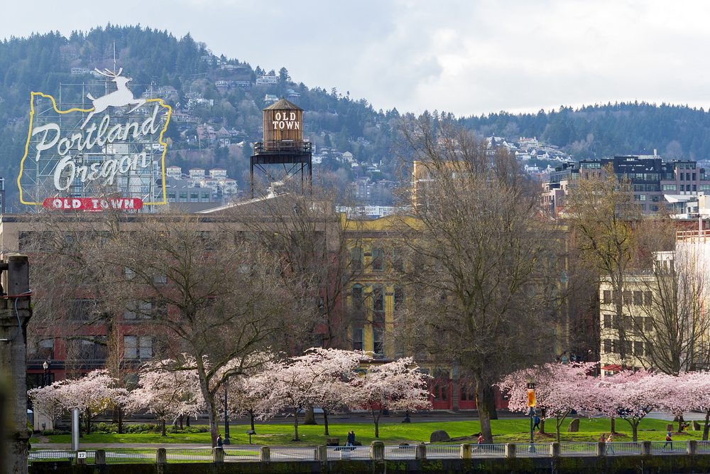 portland web designer